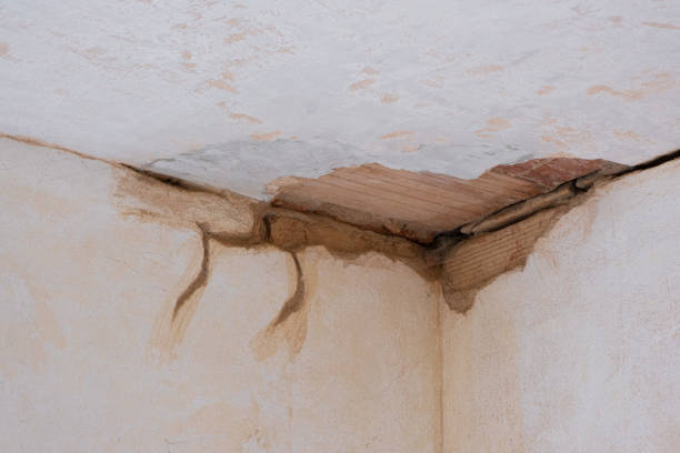 Best Water damage restoration mold remediation  in Denmark, SC