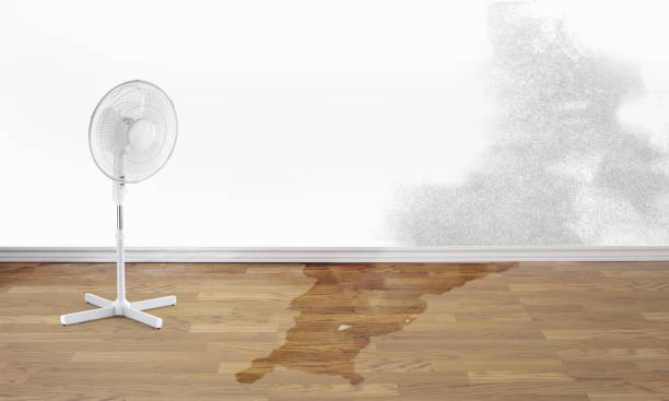 Best Ceiling water damage repair  in Denmark, SC