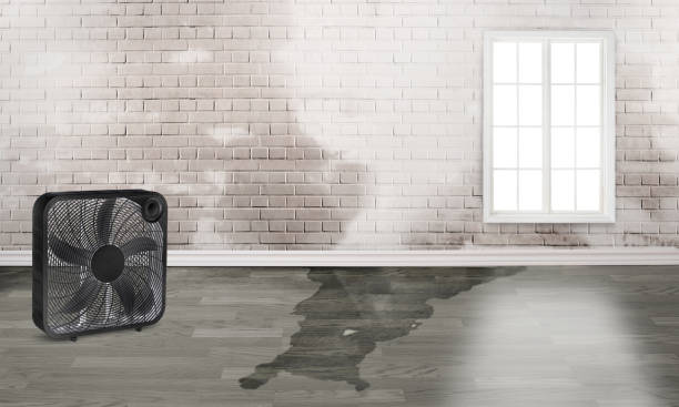 Best Water damage cleanup near me  in Denmark, SC